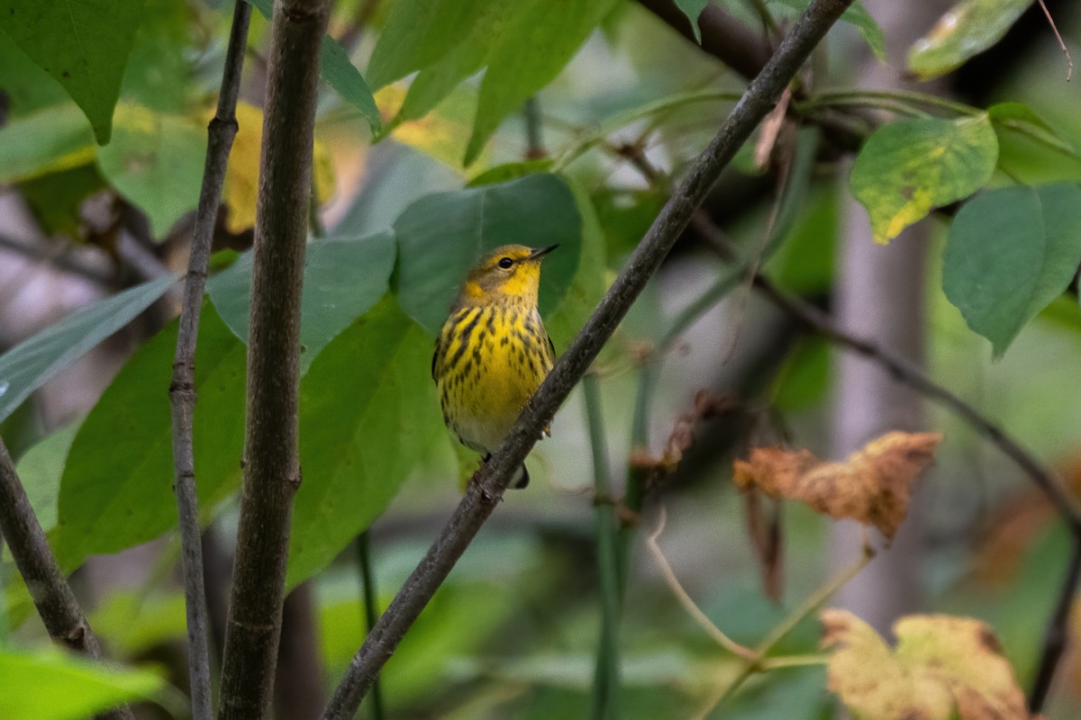 Cape May Warbler - ML487585141