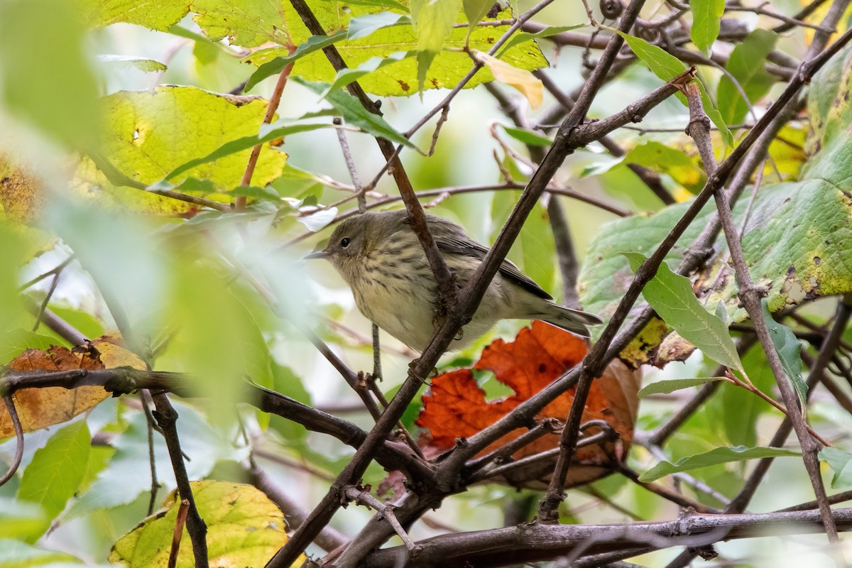 Cape May Warbler - ML487585161