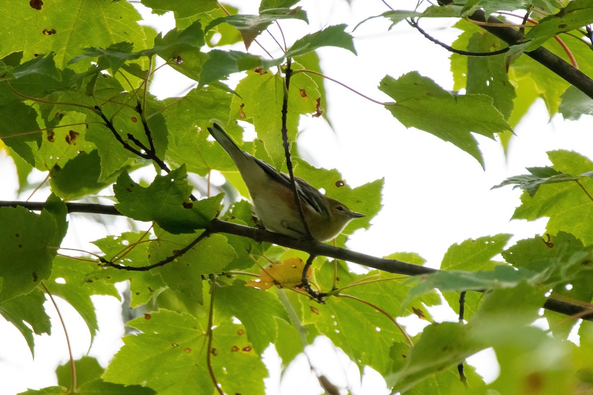 Bay-breasted Warbler - ML487585291