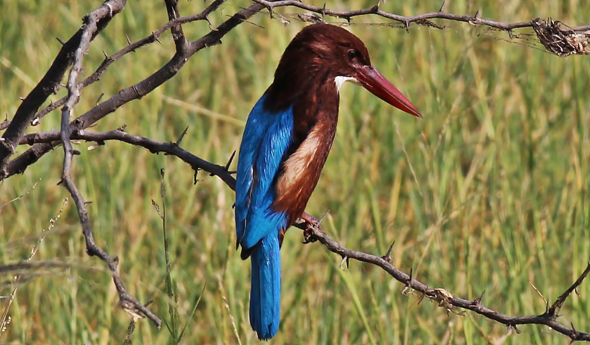 White-throated Kingfisher - ML48758591