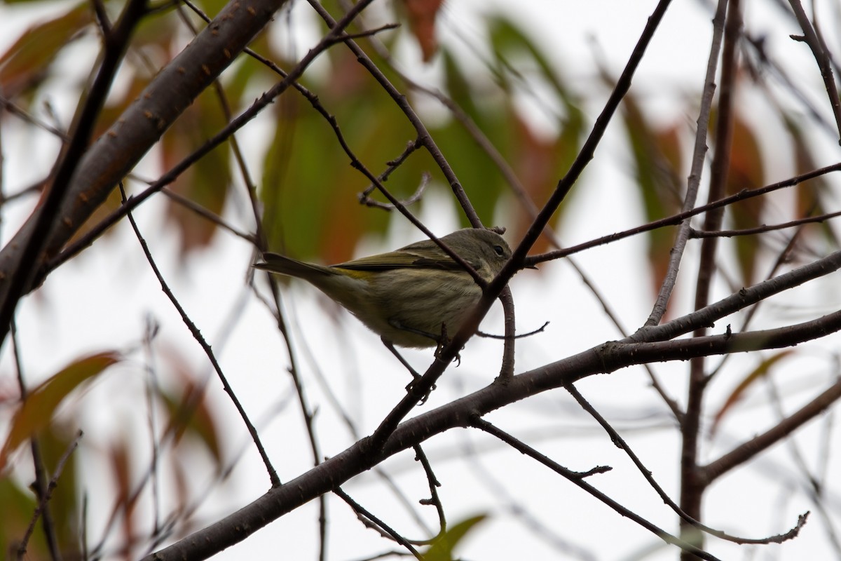 Cape May Warbler - ML487587791
