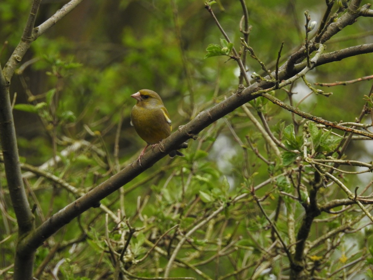 European Greenfinch - ML48758851