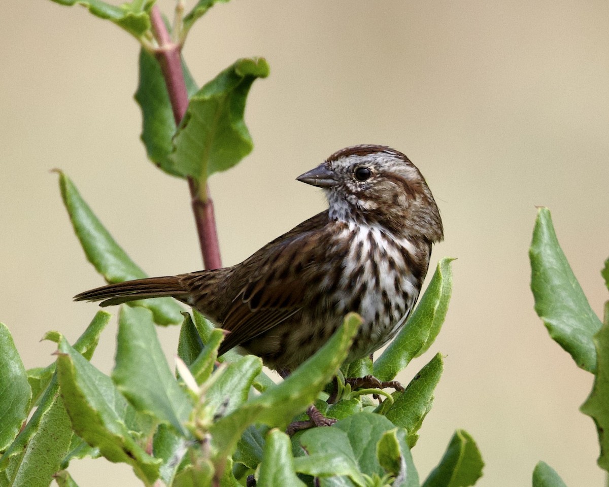 Song Sparrow - Dave Bengston