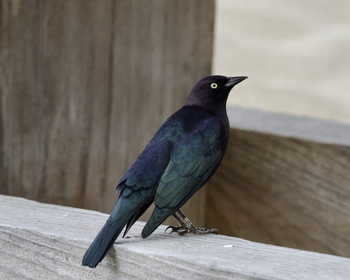 Brewer's Blackbird - ML487589111