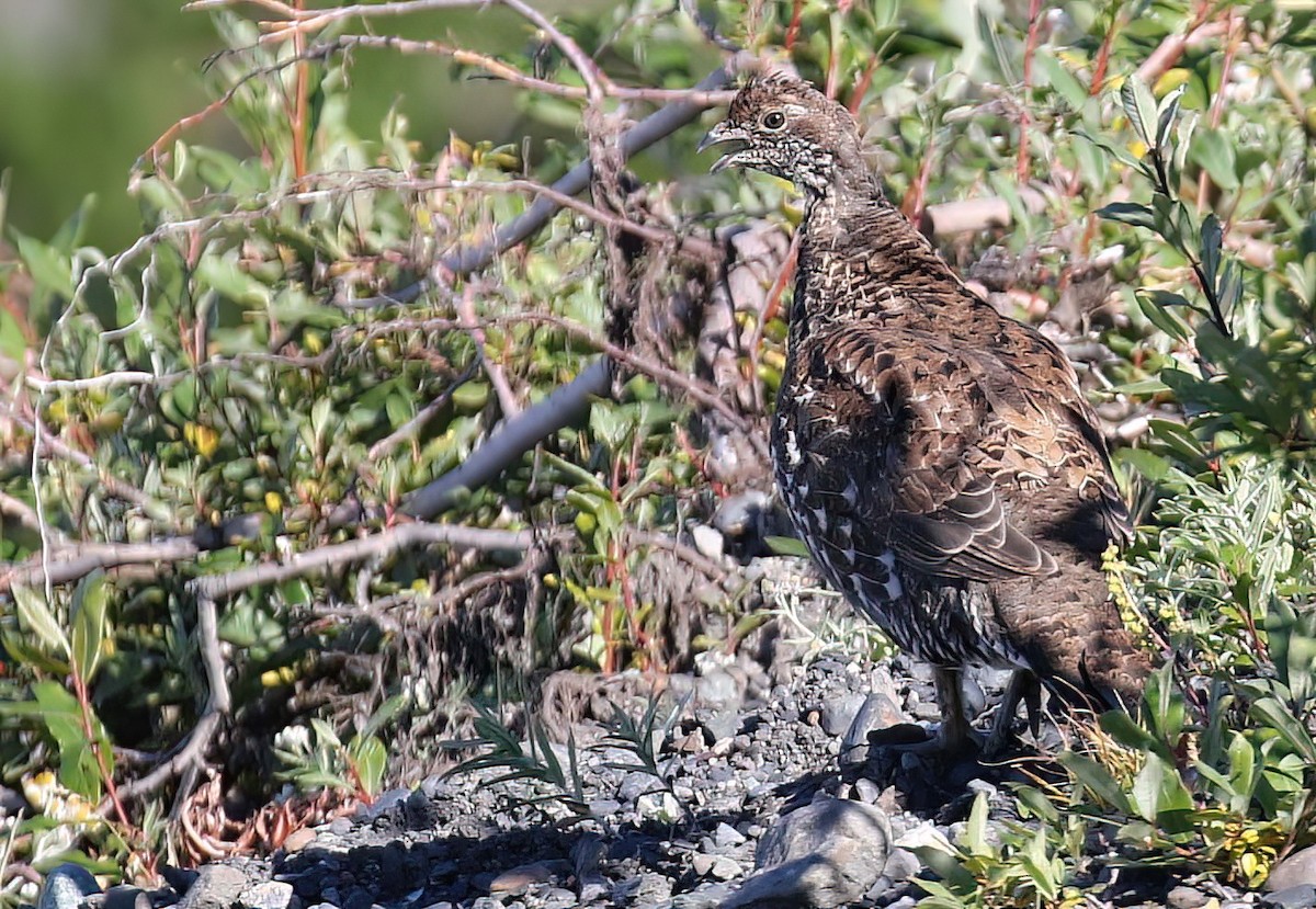 Gallo Fuliginoso - ML487590211