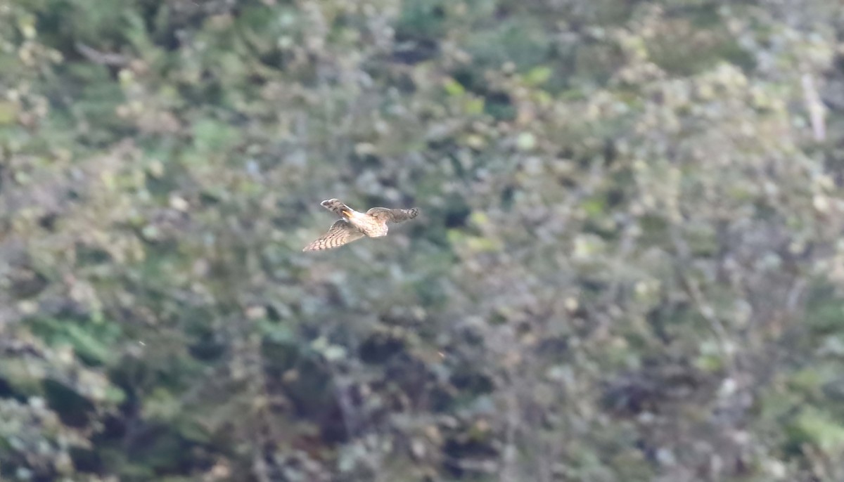 Gavilán Americano - ML487590331