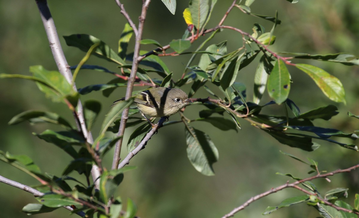 Reyezuelo Rubí - ML487590571