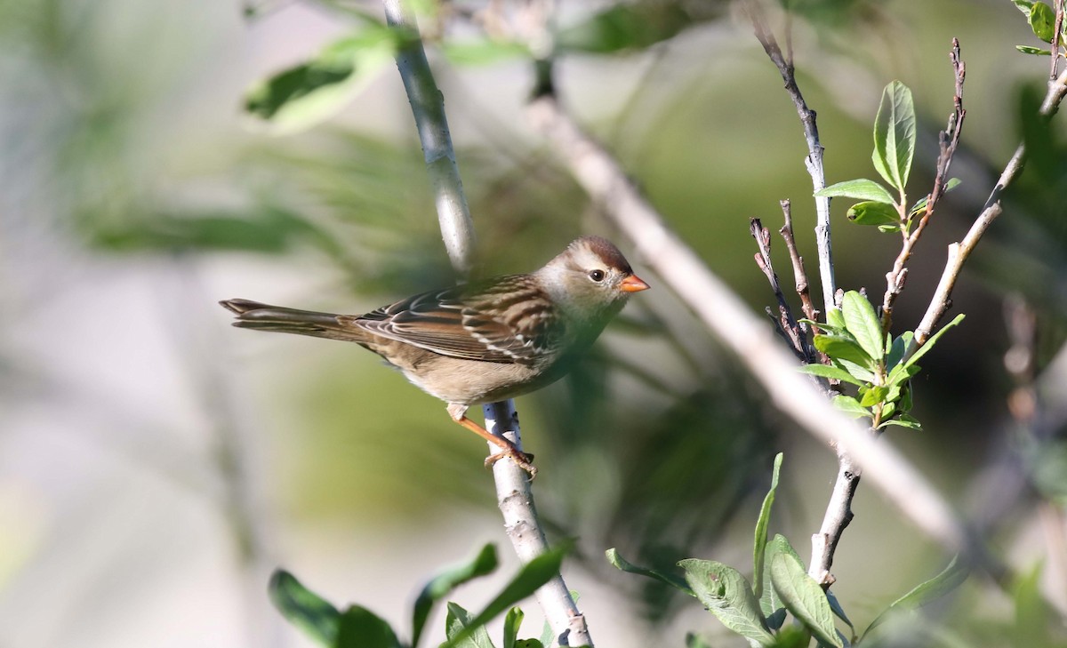 Chingolo Coroniblanco - ML487590651