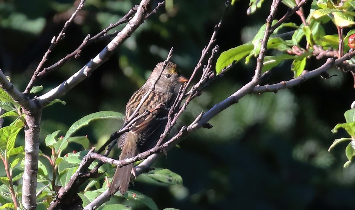 Chingolo Coronidorado - ML487591041