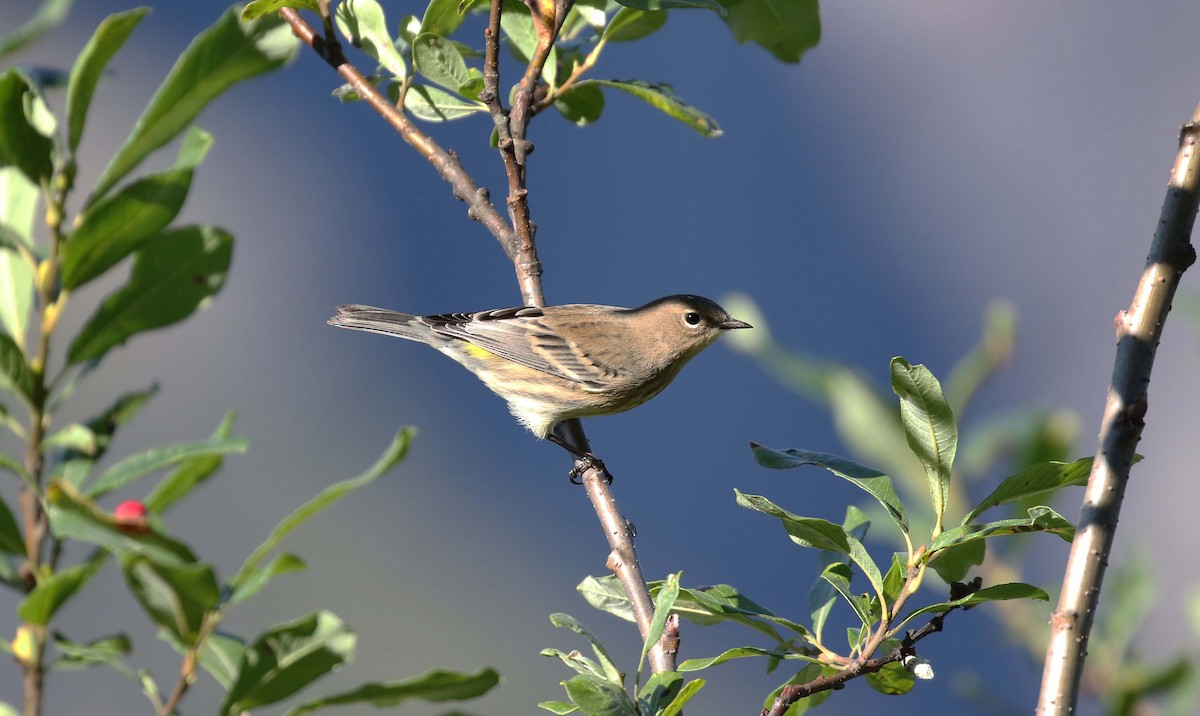 Reinita Coronada - ML487591201