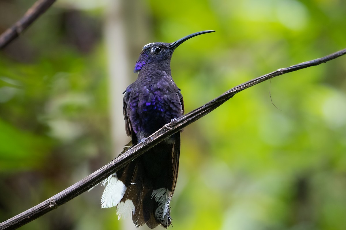 kolibřík fialkový - ML487591461