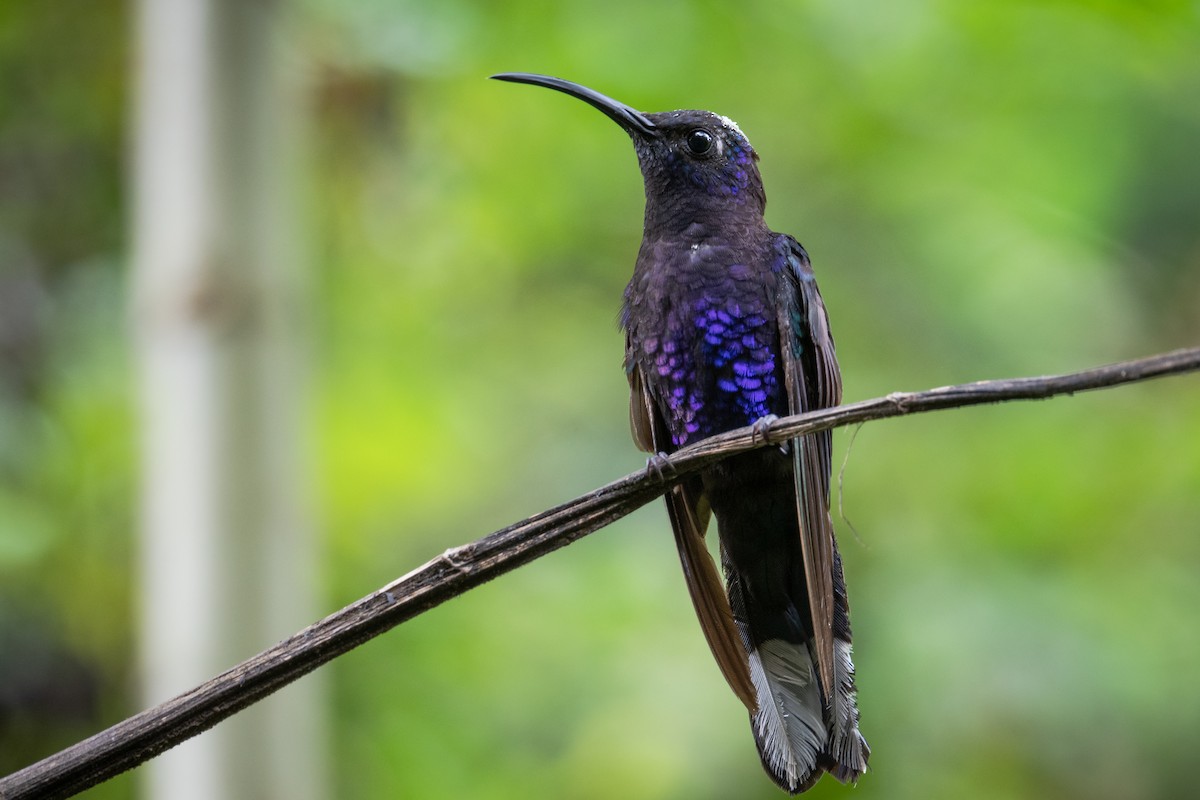 kolibřík fialkový - ML487591471