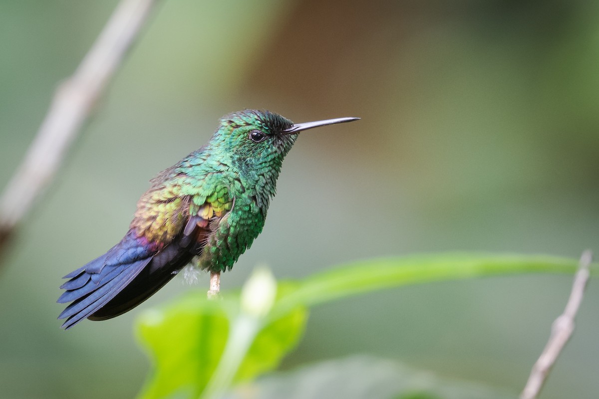 kolibřík středoamerický - ML487591611