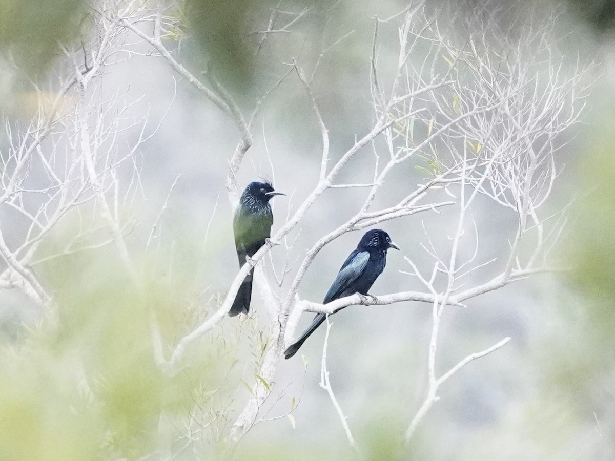Hair-crested Drongo - ML487592471