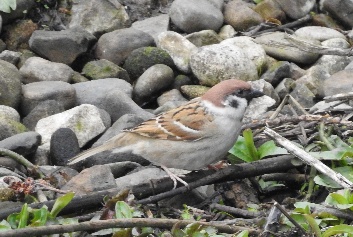 Eurasian Tree Sparrow - ML48759261