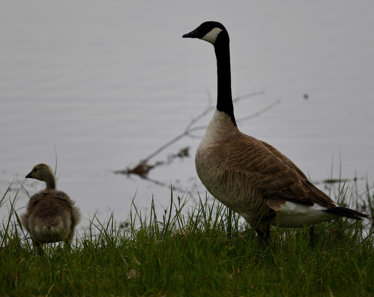 Canada Goose - ML487592861