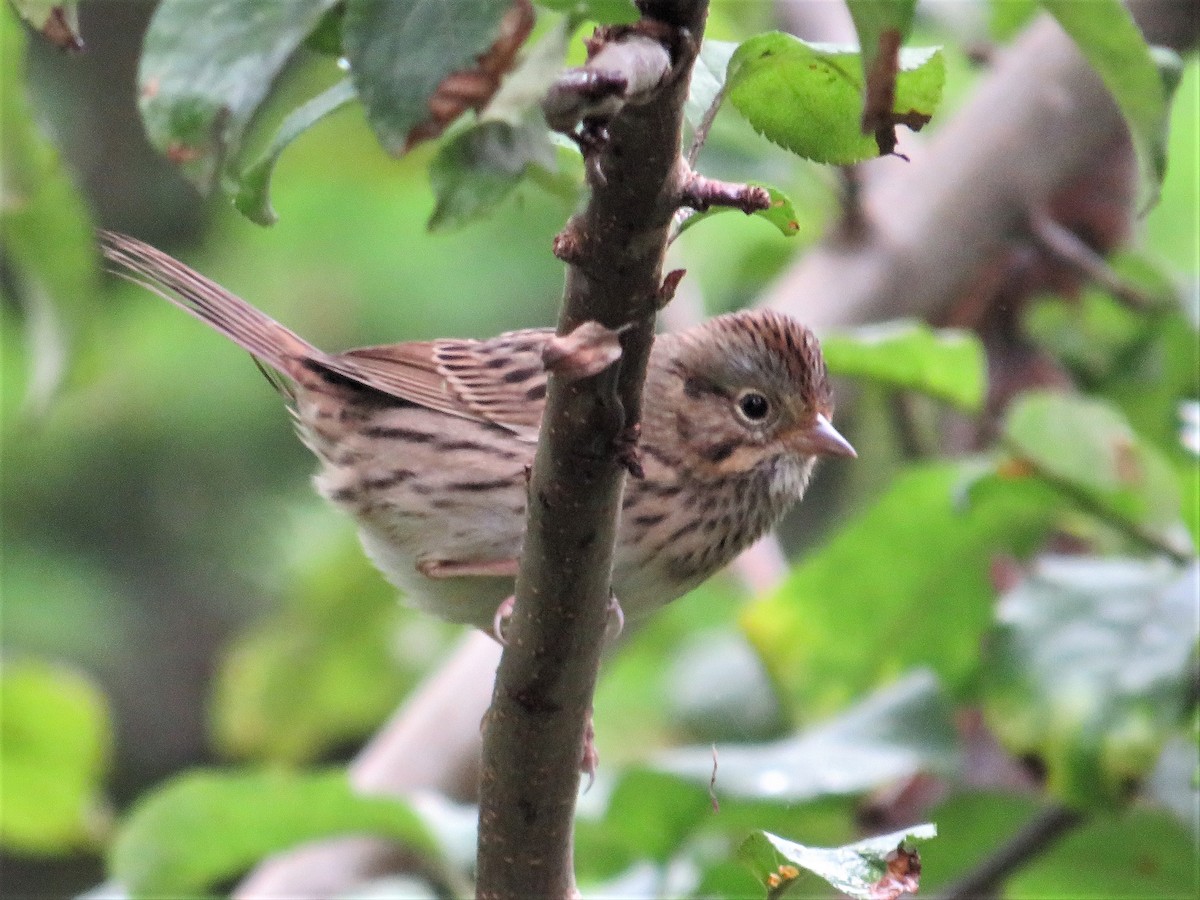 Lincoln's Sparrow - ML487593131