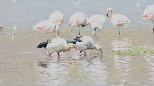 Andean Goose - ML487593451