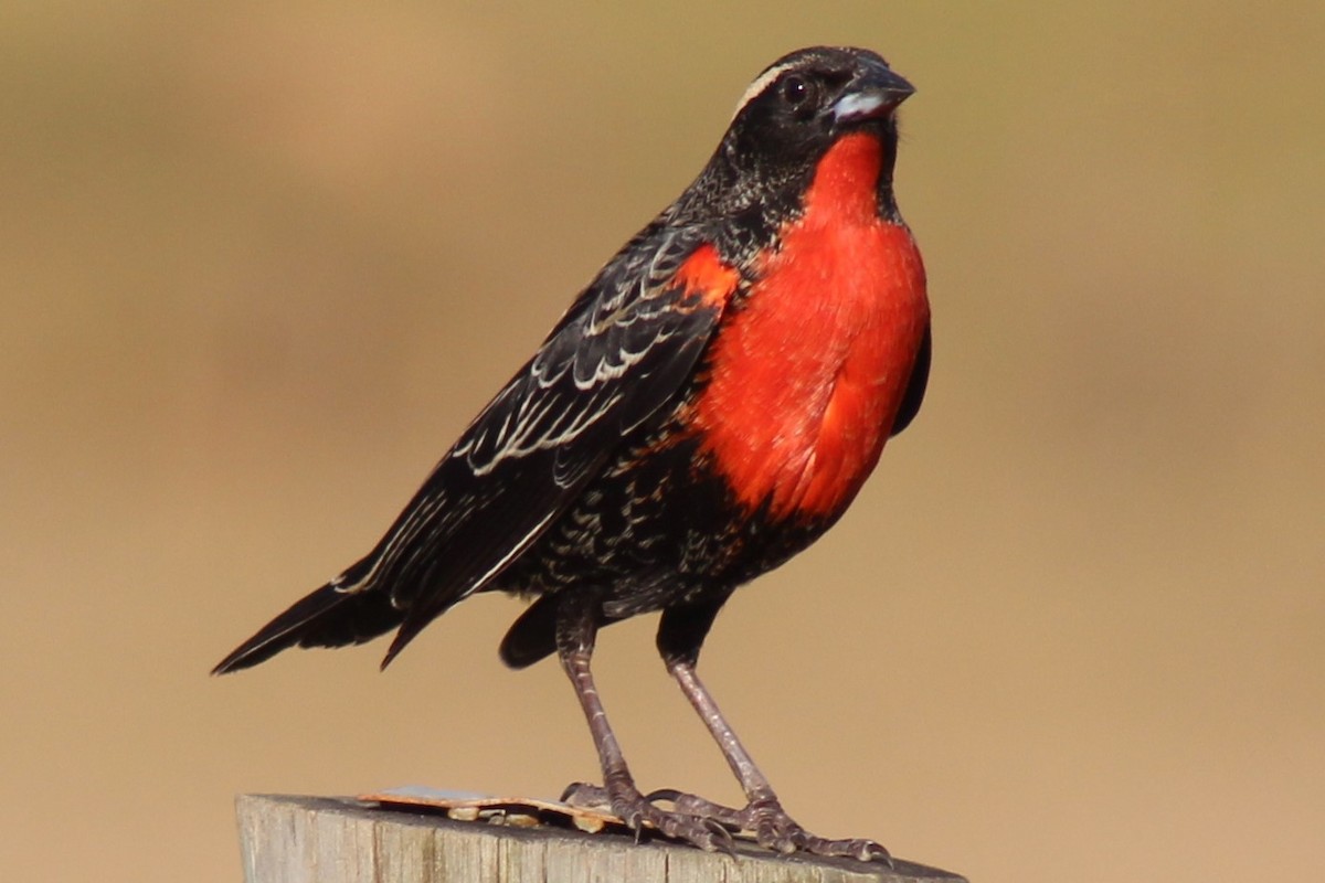 White-browed Meadowlark - ML487594351