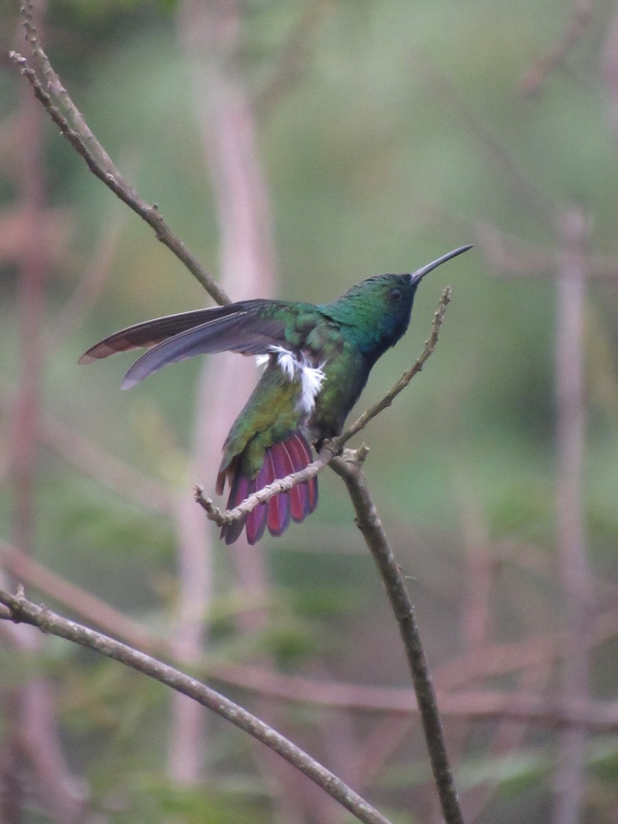 Black-throated Mango - ML487595011