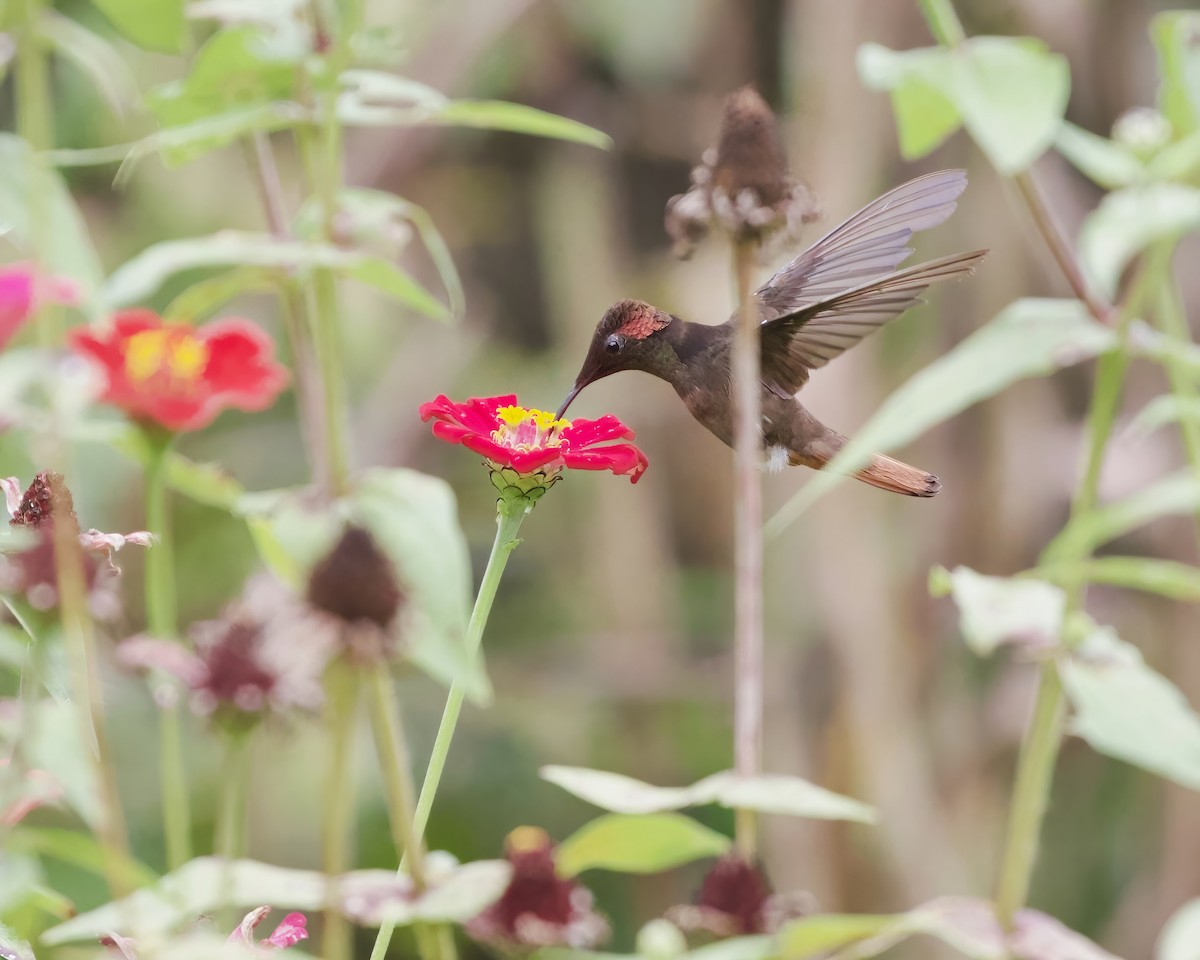 kolibřík červenohlavý - ML487595871