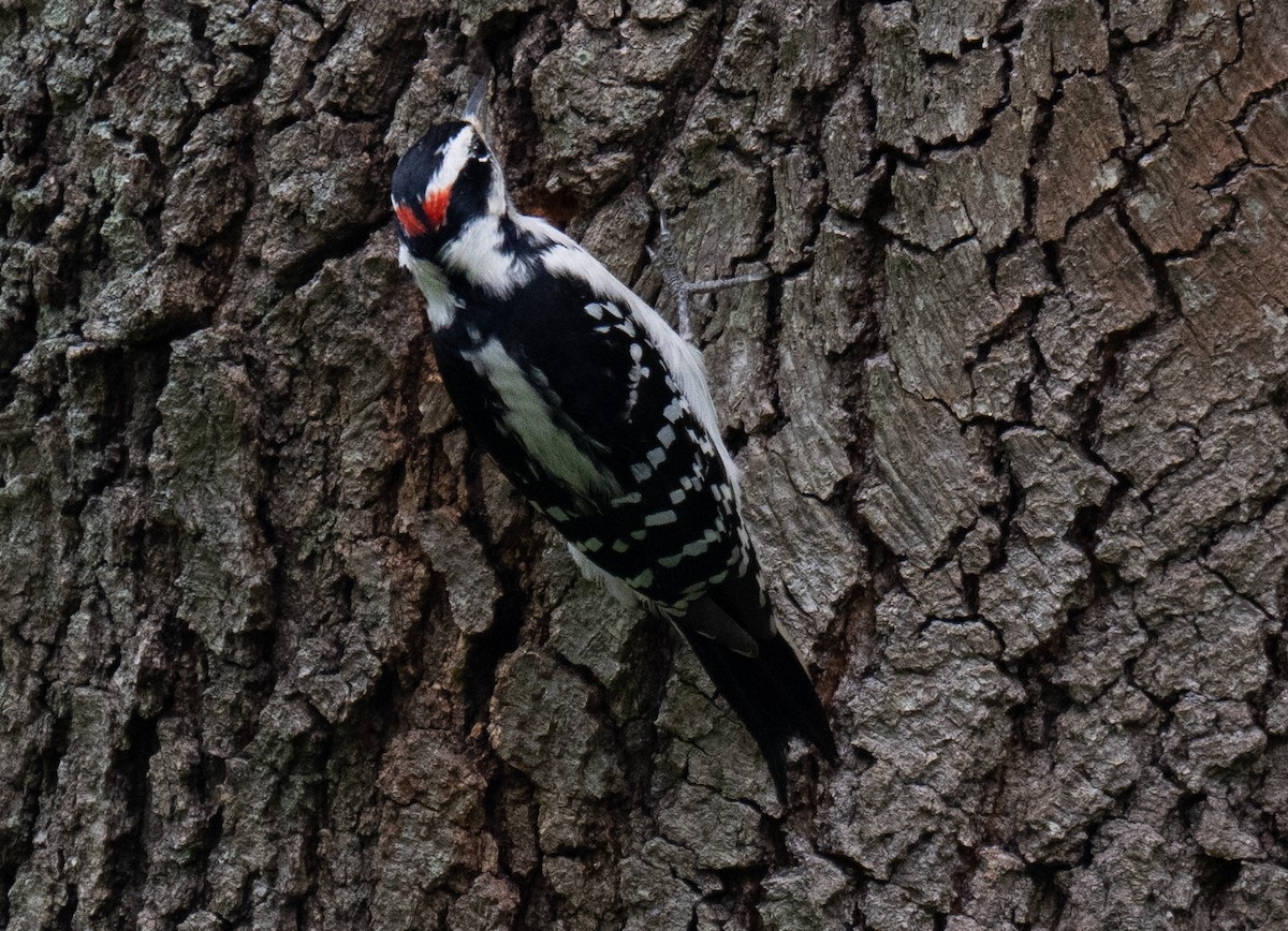 Hairy Woodpecker - ML487596011