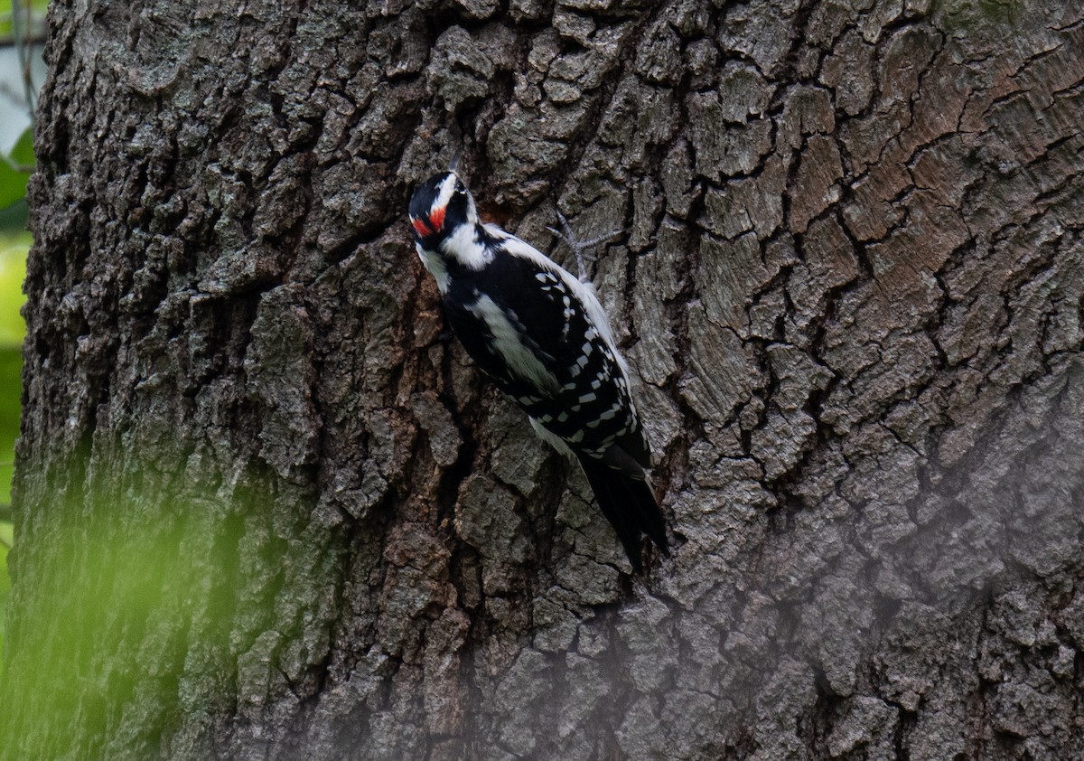 Hairy Woodpecker - ML487596021