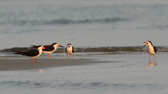 Black Skimmer - ML487598