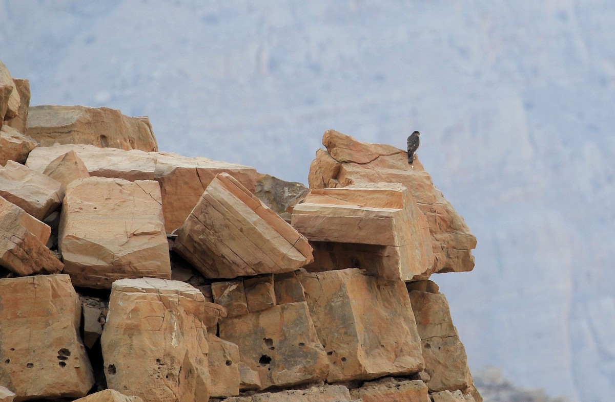 Eurasian Sparrowhawk - ML48759871