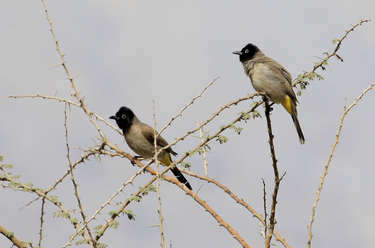 White-spectacled Bulbul - ML48759911