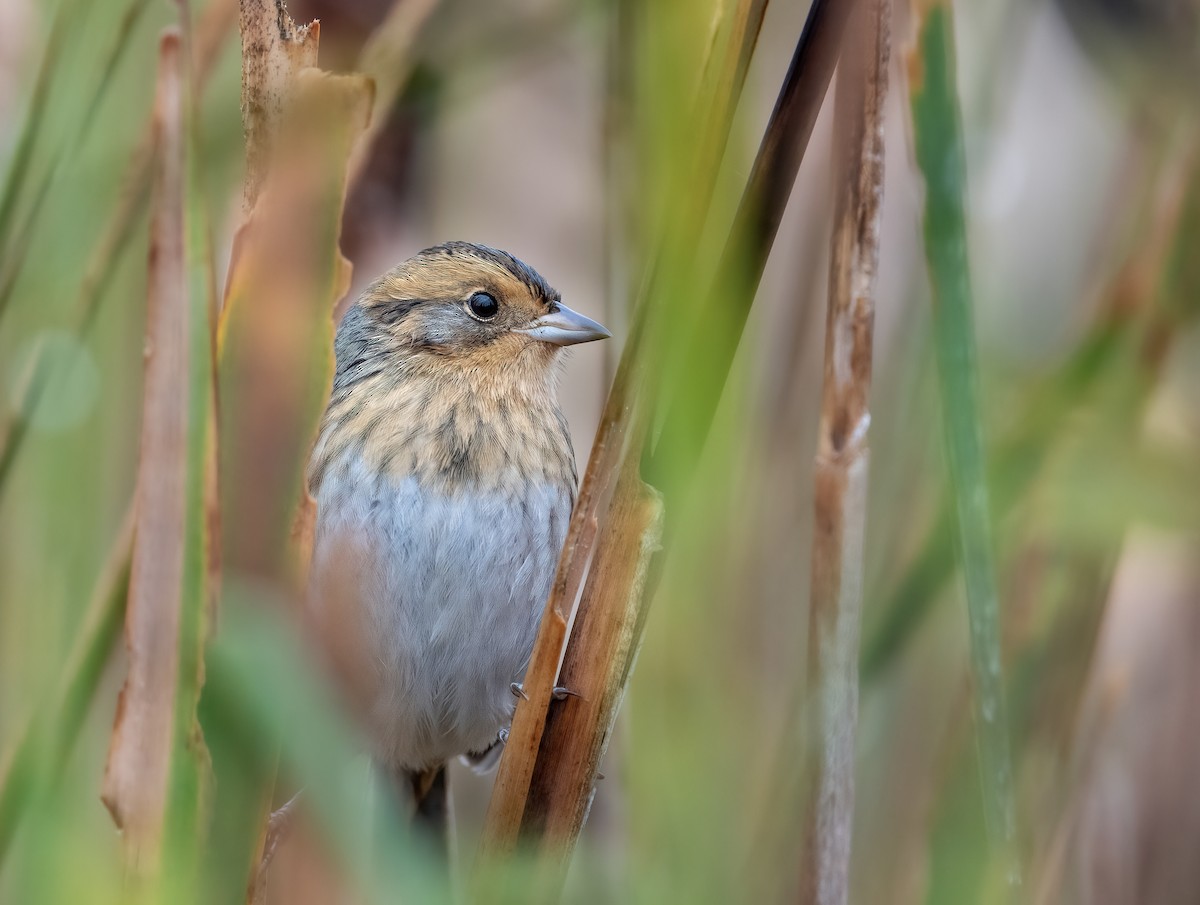 Nelson's Sparrow - ML487599421