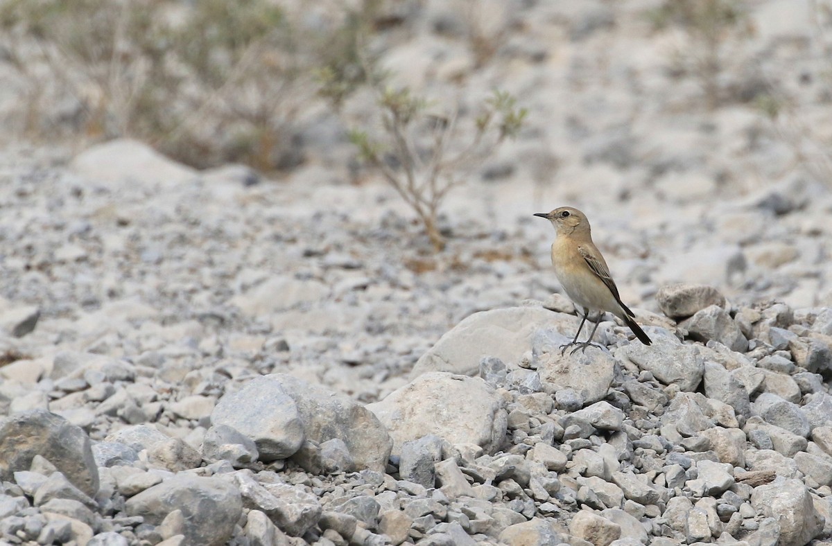 Desert Wheatear - ML48759981