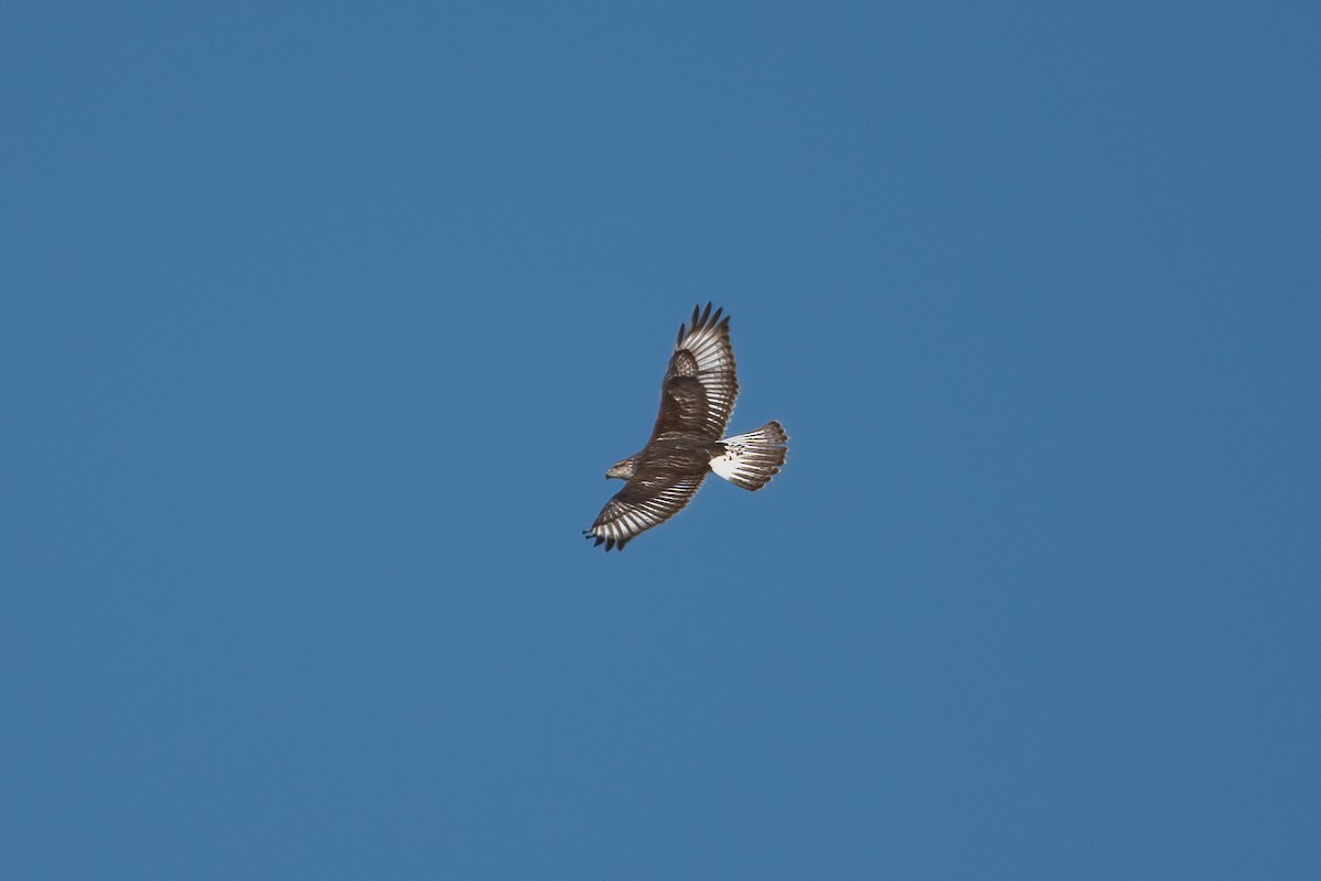 Ferruginous Hawk - David Olsen