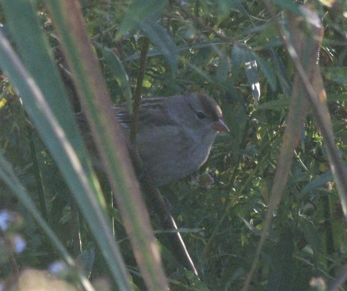 White-crowned Sparrow - ML487600201