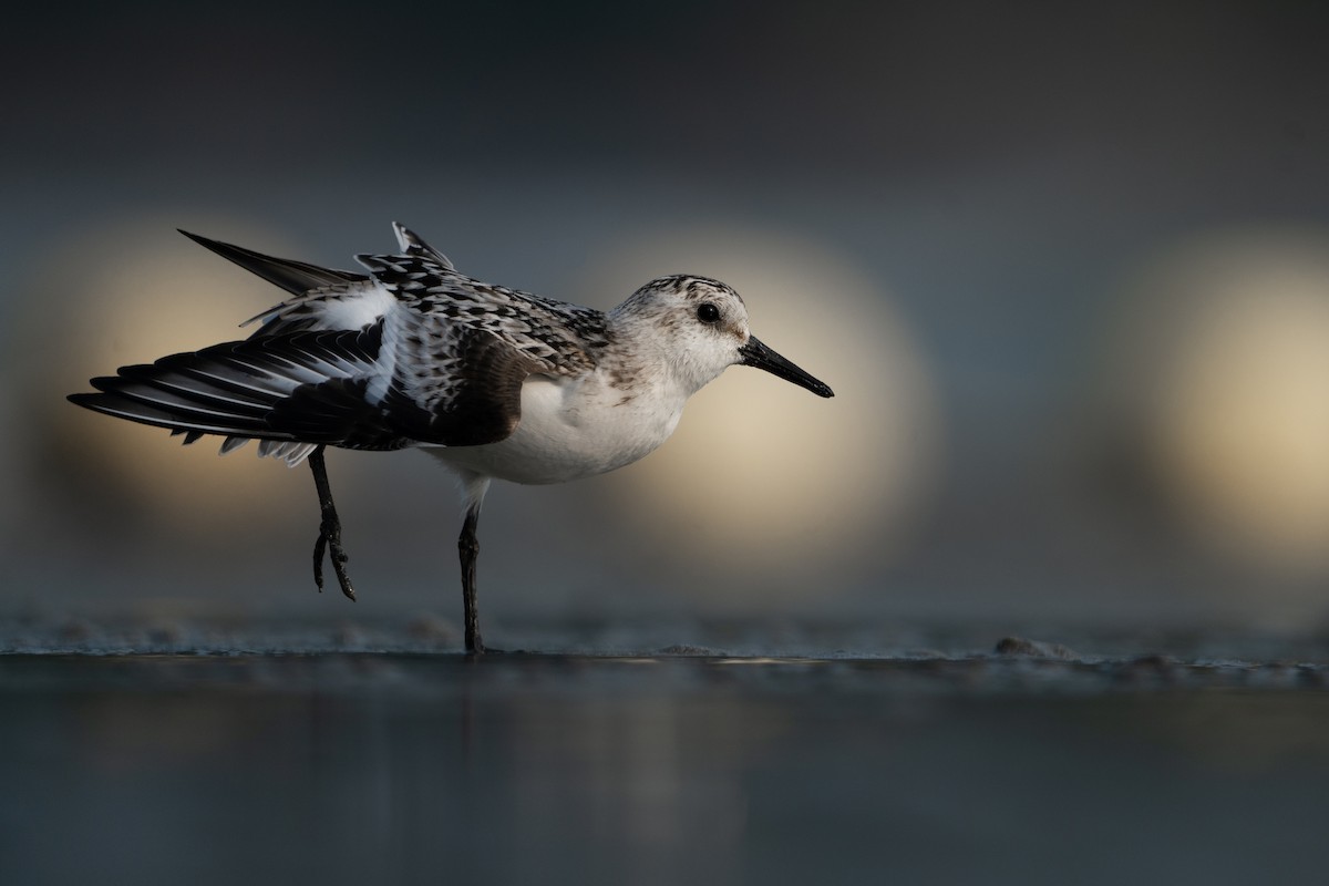 jespák písečný - ML487600441