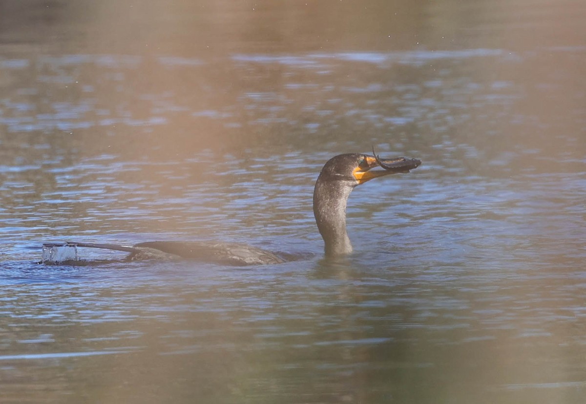 Double-crested Cormorant - ML487601081