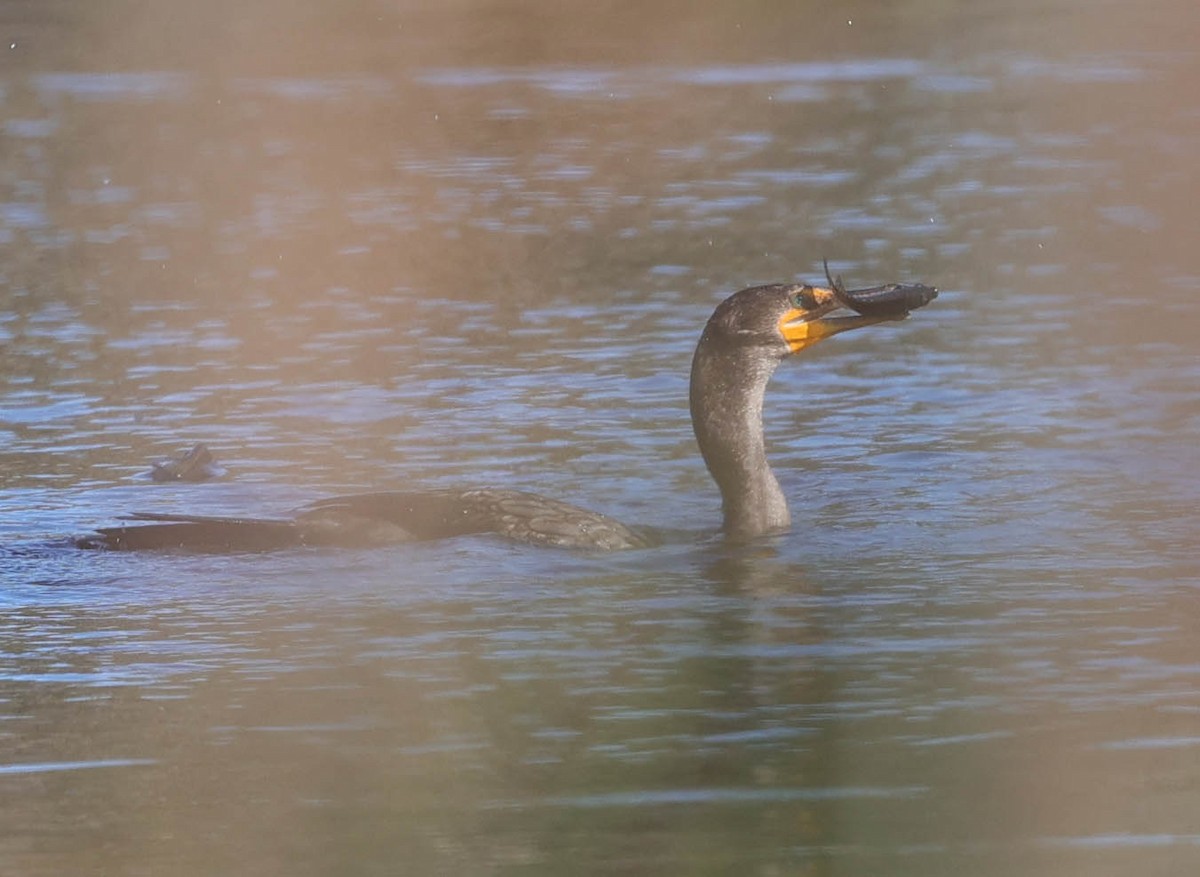 Double-crested Cormorant - ML487601091