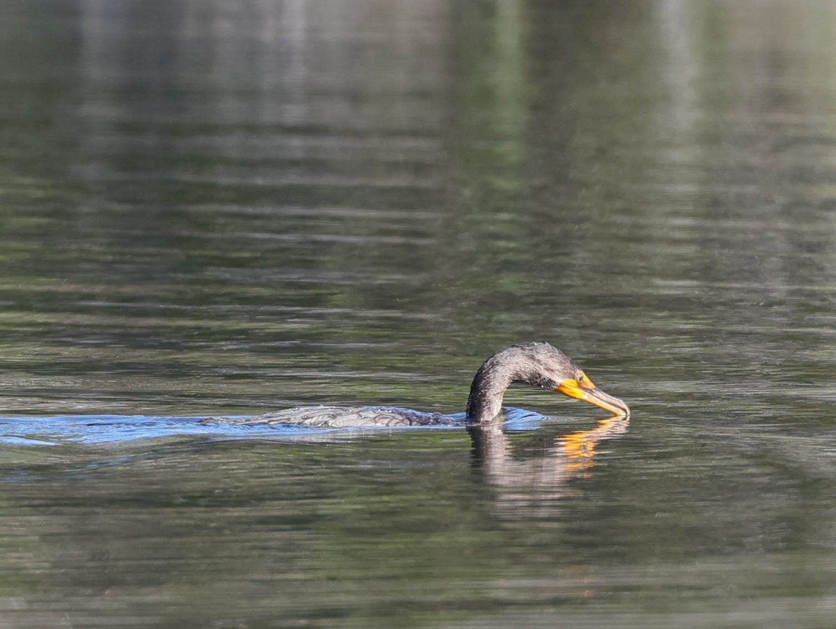 Double-crested Cormorant - ML487601101