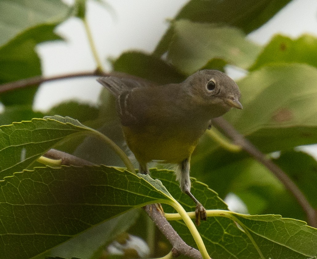 Magnolia Warbler - ML487603931