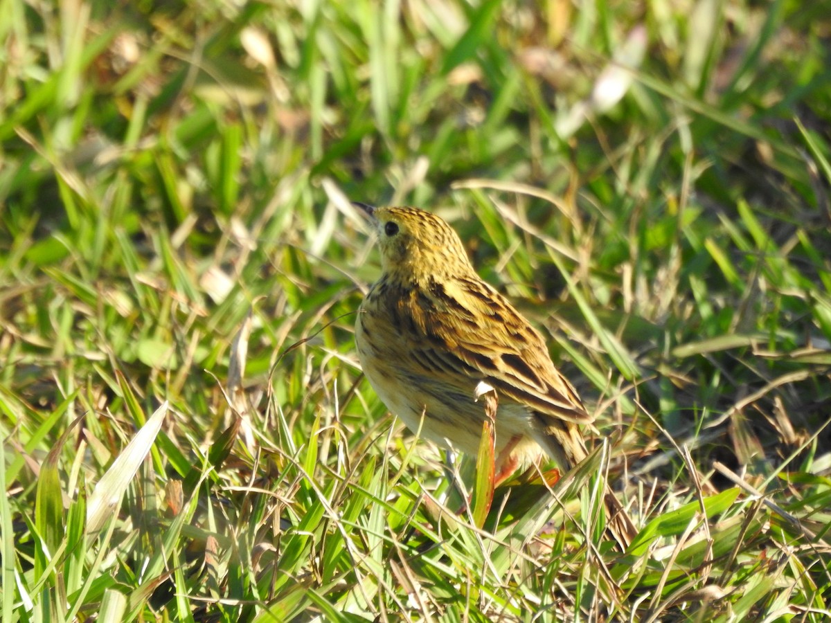 Pipit ocré - ML487604481