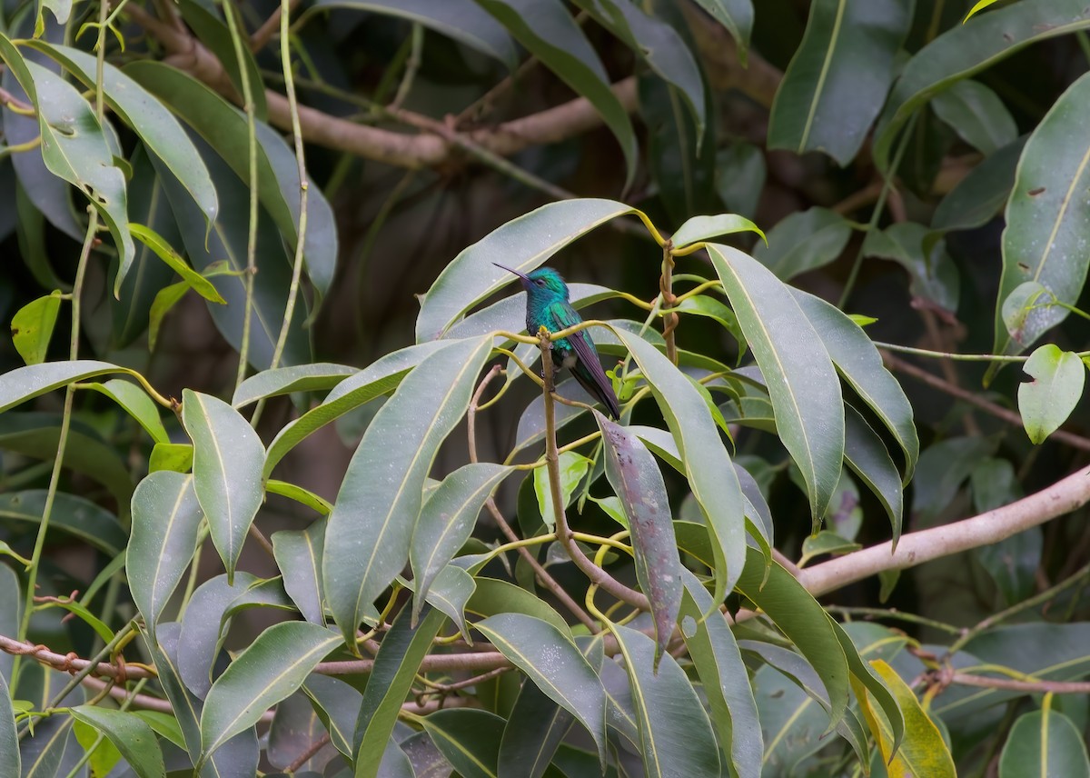 Blue-chinned Sapphire - ML487605001