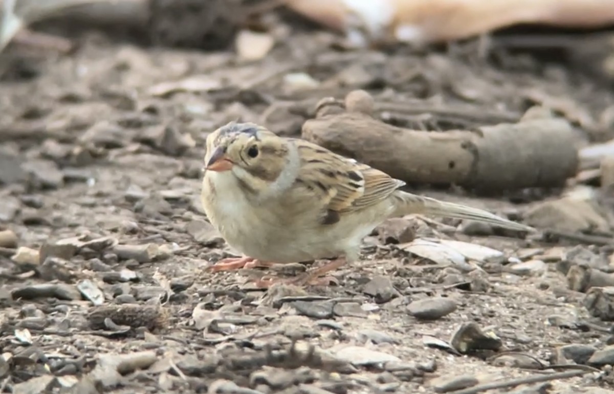 Clay-colored Sparrow - Mark McShane
