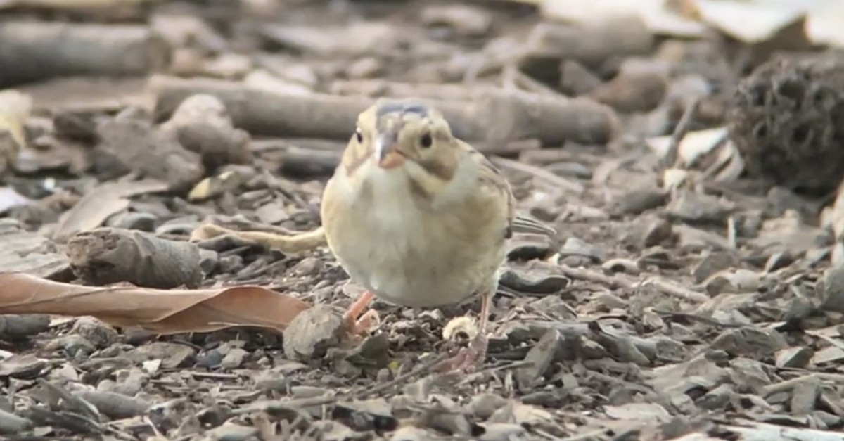 Clay-colored Sparrow - Mark McShane