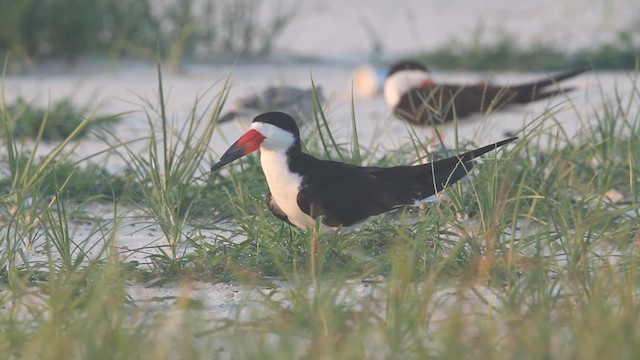 Black Skimmer - ML487606