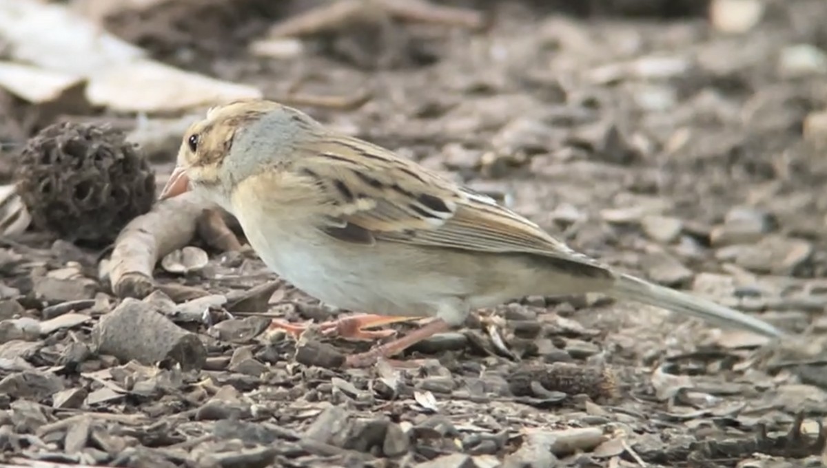 Clay-colored Sparrow - Mark McShane