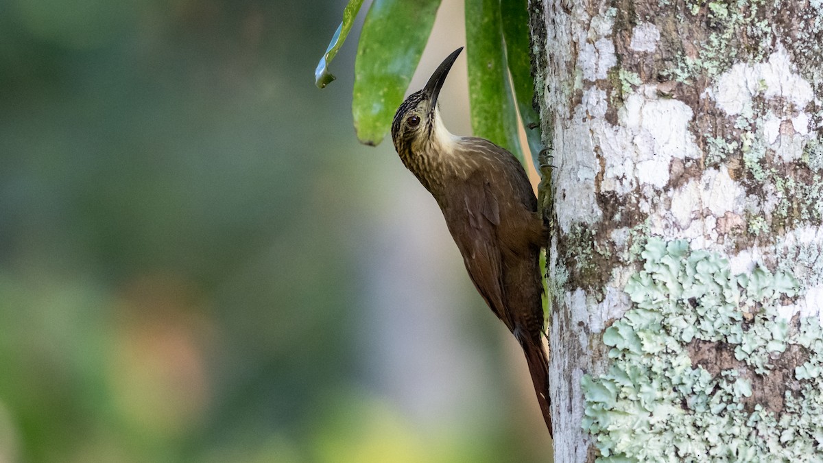 White-throated Woodcreeper - ML487608321