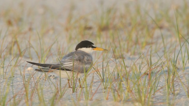 Least Tern - ML487609