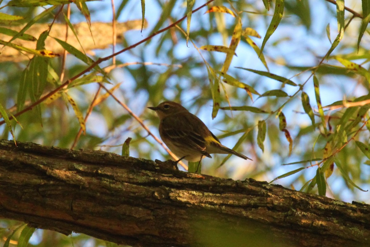 Yellow-rumped Warbler - Johnny Kube