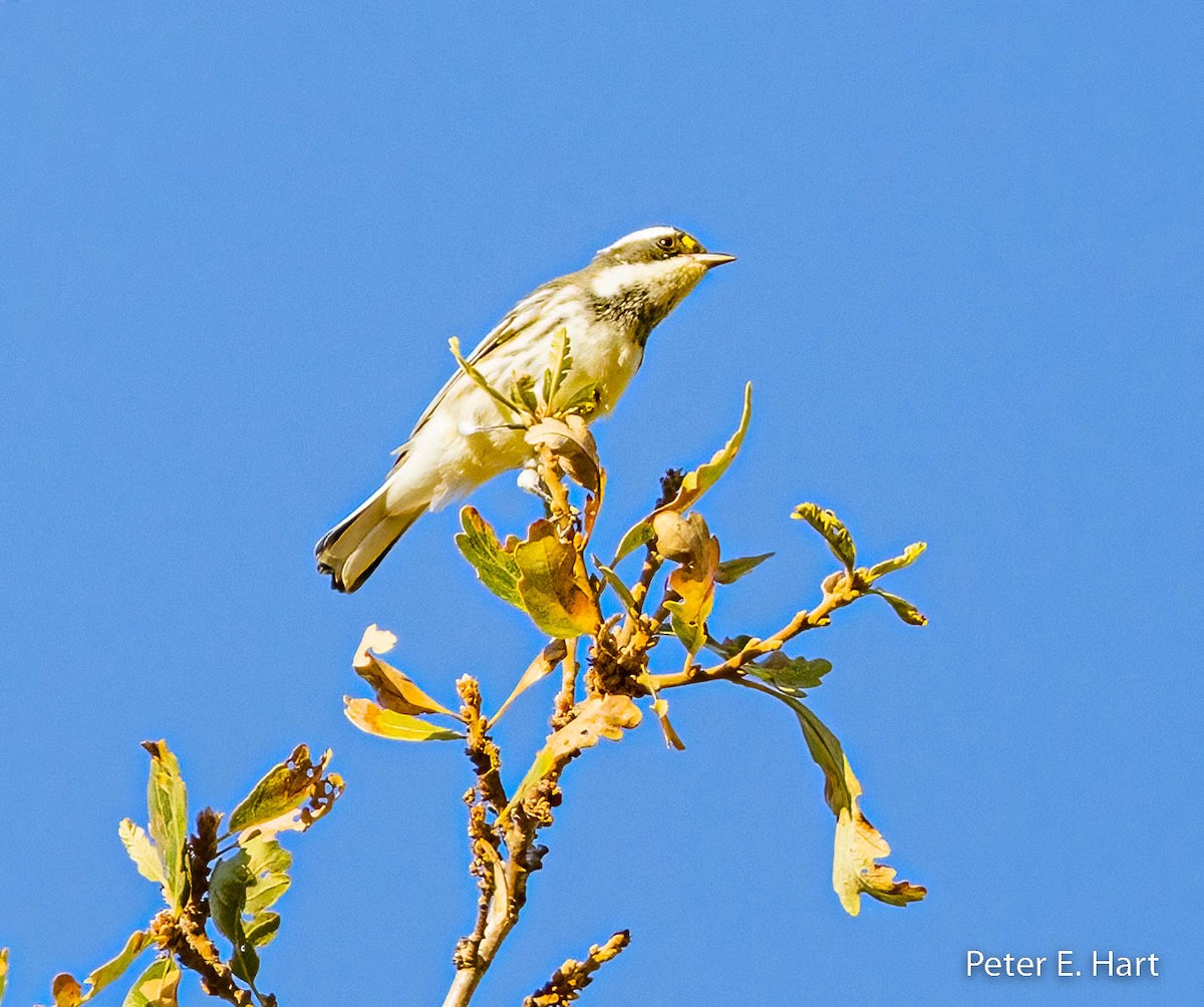 Black-throated Gray Warbler - Peter Hart