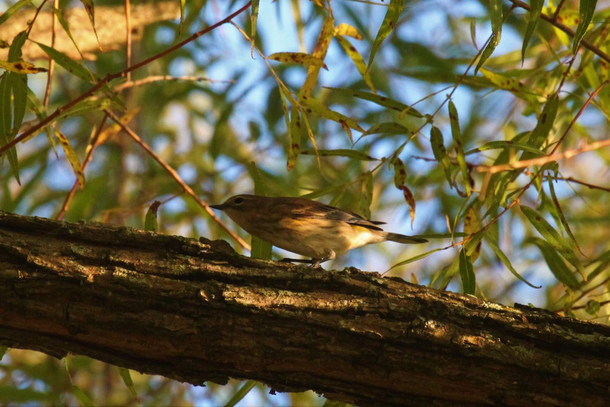 Yellow-rumped Warbler - Johnny Kube